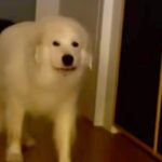 リビングにやってきた超大型犬→『おいで』と話しかけた結果、少しだけ振り向き…思春期の子供のような光景が52万再生「うちの娘ｗ」「笑った」(ブログ)