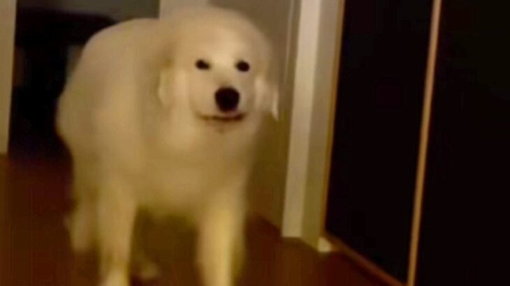 リビングにやってきた超大型犬→『おいで』と話しかけた結果、少しだけ振り向き…思春期の子供のような光景が52万再生「うちの娘ｗ」「笑った」(ブログ)