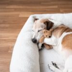 犬が快適だと感じるベッドの特徴5つ　愛犬がリラックスできる寝床の共通点とは？(ブログ)