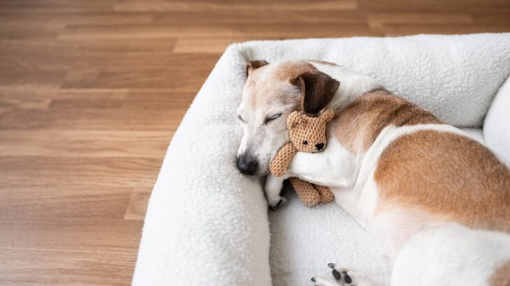 犬が快適だと感じるベッドの特徴5つ　愛犬がリラックスできる寝床の共通点とは？(ブログ)