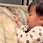 『大型犬のモフモフな毛』に興味津々な赤ちゃん→ワンコが気を遣って…尊すぎる『まさかの対応』が51万再生「涙出た…」「リアルもののけ姫」(ブログ)