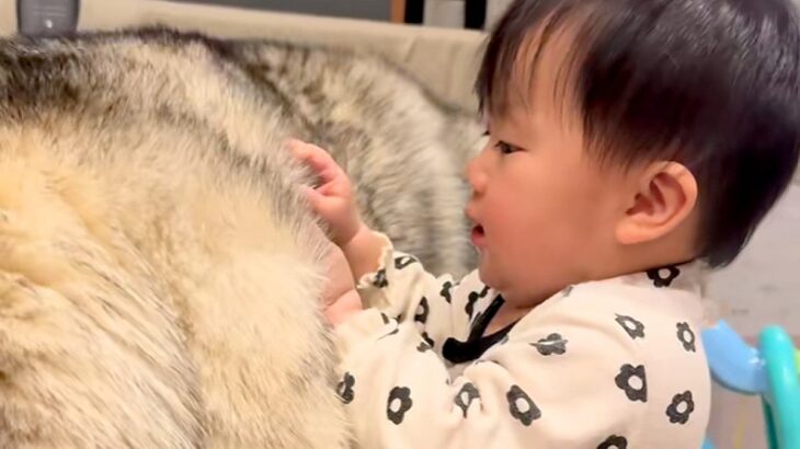 『大型犬のモフモフな毛』に興味津々な赤ちゃん→ワンコが気を遣って…尊すぎる『まさかの対応』が51万再生「涙出た…」「リアルもののけ姫」(ブログ)