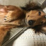 犬が『撫でて』と言っているサイン5つ　絆を深めるためにおすすめのスキンシップまで(ブログ)