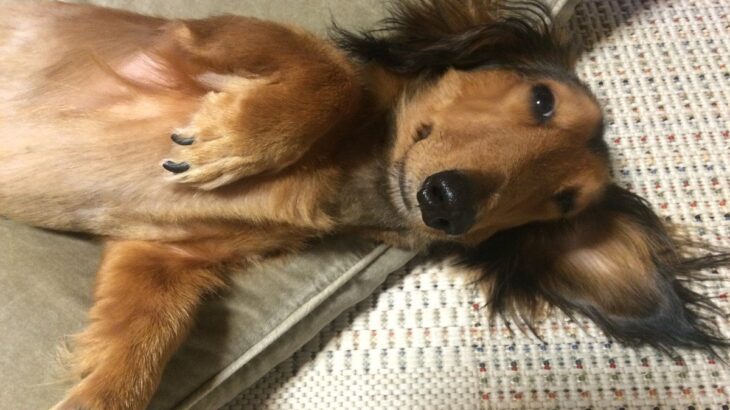 犬が『撫でて』と言っているサイン5つ　絆を深めるためにおすすめのスキンシップまで(ブログ)