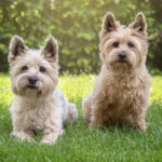 ケアーン・テリア｜犬種の特徴と性格、飼い方や価格相場まで解説(ブログ)