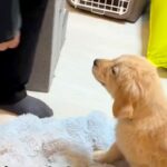 パパに内緒で『大型犬の赤ちゃん』を飼った結果→帰ってきた瞬間に…微笑ましすぎる『初対面の光景』に反響「最高すぎる」「サプライズ泣ける」(ブログ)
