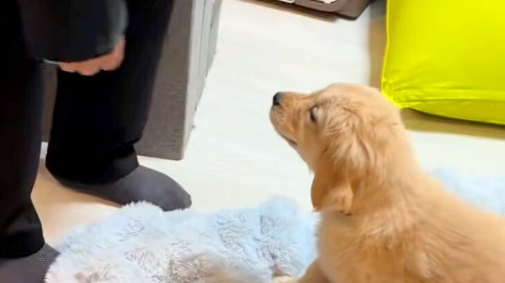 パパに内緒で『大型犬の赤ちゃん』を飼った結果→帰ってきた瞬間に…微笑ましすぎる『初対面の光景』に反響「最高すぎる」「サプライズ泣ける」(ブログ)