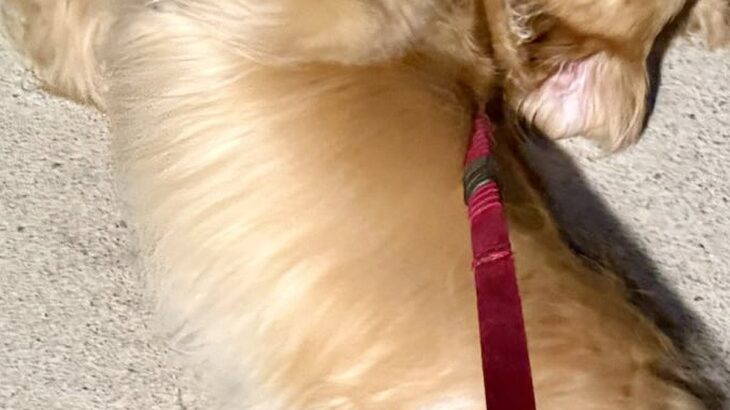 夜、大型犬の散歩中『小学生の男の子』からテンションMAXで声を掛けられ…まさかの『ファンサ』に5万いいね「喜びが伝わる」「素敵な少年」(ブログ)