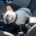 車の運転席で爆睡している犬→外から呼んでみた、次の瞬間…人間の寝起きのような『リアクション』が9万再生「可愛すぎ」「人入ってる？ｗ」(ブログ)