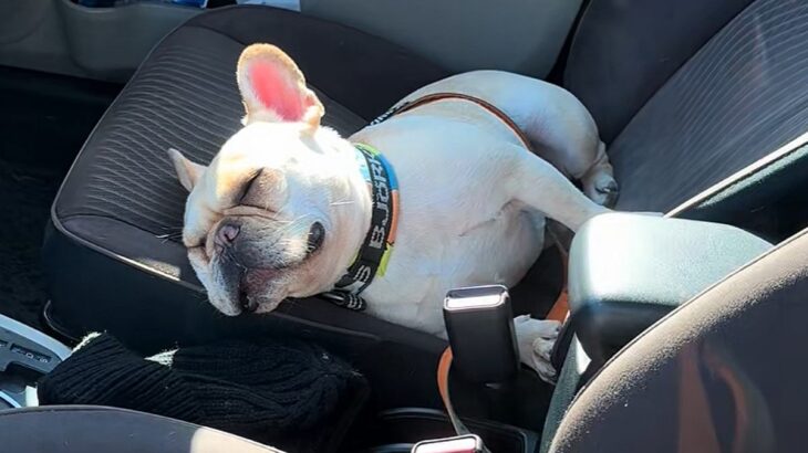 車の運転席で爆睡している犬→外から呼んでみた、次の瞬間…人間の寝起きのような『リアクション』が9万再生「可愛すぎ」「人入ってる？ｗ」(ブログ)