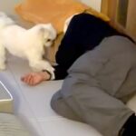 『仕事で疲れ果てた飼い主』VS『絶対撫でて欲しい犬』面白すぎる”想像以上の接戦”が12万再生「セルフなでなでｗ」「どっちの気持ちも分かる」(ブログ)