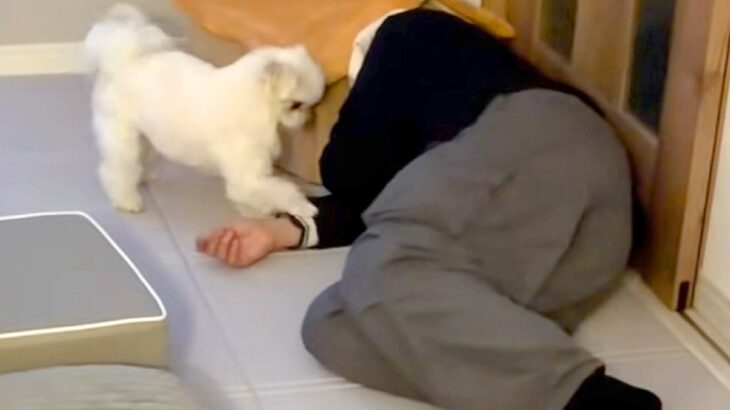 『仕事で疲れ果てた飼い主』VS『絶対撫でて欲しい犬』面白すぎる”想像以上の接戦”が12万再生「セルフなでなでｗ」「どっちの気持ちも分かる」(ブログ)