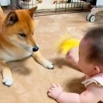 突然家にやってきた『赤ちゃん』に戸惑う犬→6年間、一緒に育てた結果…あまりにも尊い『成長記録』が149万再生「泣いちゃう」「素晴らしい」(ブログ)
