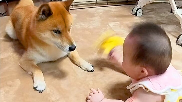 突然家にやってきた『赤ちゃん』に戸惑う犬→6年間、一緒に育てた結果…あまりにも尊い『成長記録』が149万再生「泣いちゃう」「素晴らしい」(ブログ)