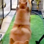 用事を終えて家に帰った女性→庭を見てみたら、犬たちが…思わず二度見する『お出迎えの仕方』が10万再生「幸せな後ろ姿」「笑えるほど可愛い」(ブログ)