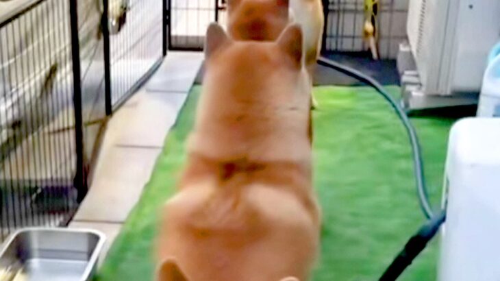 用事を終えて家に帰った女性→庭を見てみたら、犬たちが…思わず二度見する『お出迎えの仕方』が10万再生「幸せな後ろ姿」「笑えるほど可愛い」(ブログ)