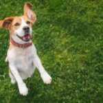 犬が『興奮している』ときにする仕草や行動4つ　大はしゃぎしてしまう理由とは？(ブログ)