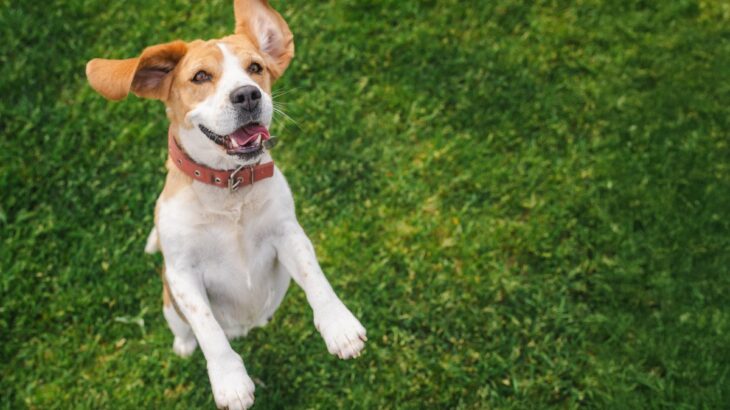 犬が『興奮している』ときにする仕草や行動4つ　大はしゃぎしてしまう理由とは？(ブログ)