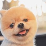人から『愛情を受けている犬』の特徴5選　日々の暮らしが充実しているワンコの共通点とは？(ブログ)