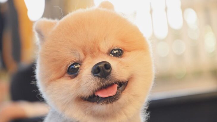 人から『愛情を受けている犬』の特徴5選　日々の暮らしが充実しているワンコの共通点とは？(ブログ)