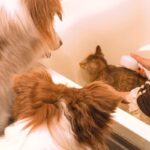 子猫が『お風呂に初めて入った』結果→なぜか犬たちが『大丈夫？』と覗きに来て…あまりにも尊い光景が9万再生「愛が溢れてる」「これが天国か」(ブログ)