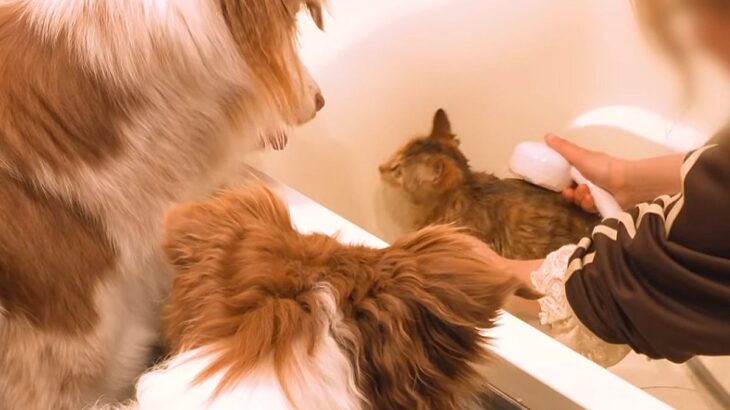子猫が『お風呂に初めて入った』結果→なぜか犬たちが『大丈夫？』と覗きに来て…あまりにも尊い光景が9万再生「愛が溢れてる」「これが天国か」(ブログ)