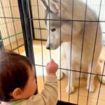 小さな男の子が『大型犬が閉じ込められている』と勘違いして…助け出すためにとった『まさかの行動』が37万再生「相思相愛」「癒しのコンビ」(ブログ)