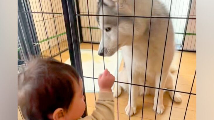 小さな男の子が『大型犬が閉じ込められている』と勘違いして…助け出すためにとった『まさかの行動』が37万再生「相思相愛」「癒しのコンビ」(ブログ)