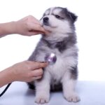 子犬が『突然死』してしまう原因とは？亡くなる前兆はあるの？見逃したくない異変まで(ブログ)