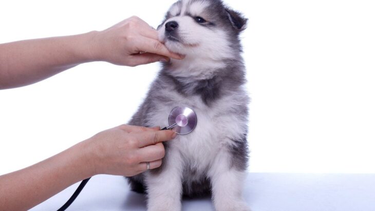 子犬が『突然死』してしまう原因とは？亡くなる前兆はあるの？見逃したくない異変まで(ブログ)