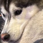 飼い主の膝の上に乗るハスキー犬→なんとか収まろうとして…まさかの『猫化してしまう光景』に2万いいね「かわいい」「間違いなく犬型のネコ」(ブログ)