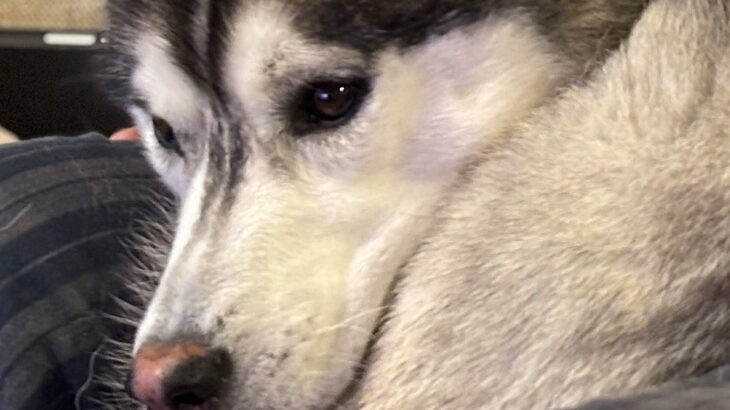 飼い主の膝の上に乗るハスキー犬→なんとか収まろうとして…まさかの『猫化してしまう光景』に2万いいね「かわいい」「間違いなく犬型のネコ」(ブログ)