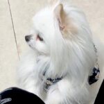 『もしかして注射ですか…？』動物病院の待合室で『他の犬の悲鳴』が聞こえた結果→子どものような『怖がり方』に4万いいね「焦ってて可愛いｗ」(ブログ)