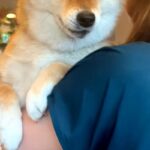 『病院なんて、聞いてない』と文句を言いまくる犬→診察台に乗ってからも…大げさすぎる『表情や態度』に反響「わかるんだよね」「我慢して偉い」(ブログ)