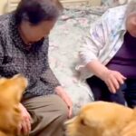 『87歳、双子のおばあちゃん』と再会を果たした大型犬たち→姿を見た瞬間に…可愛いが大渋滞している光景に反響「幸せでニヤける」「嬉しいね」(ブログ)