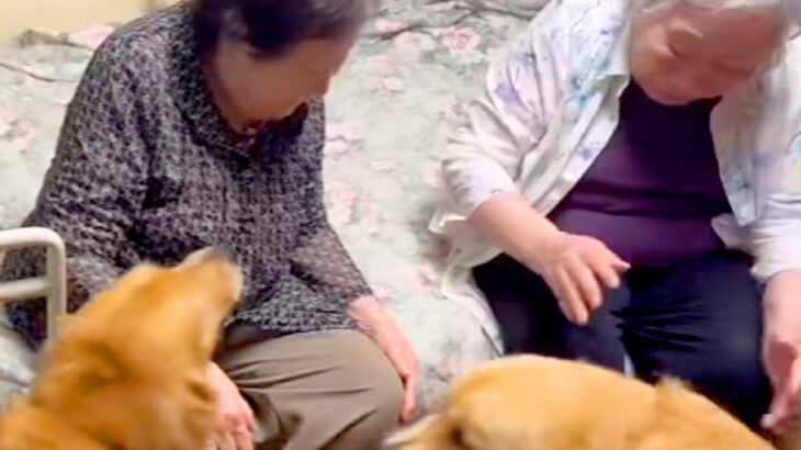 『87歳、双子のおばあちゃん』と再会を果たした大型犬たち→姿を見た瞬間に…可愛いが大渋滞している光景に反響「幸せでニヤける」「嬉しいね」(ブログ)