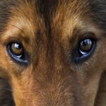 犬が『壁をじーっと見つめる』5つの心理　何かが見えているの？飼い主がすべき対応まで(ブログ)