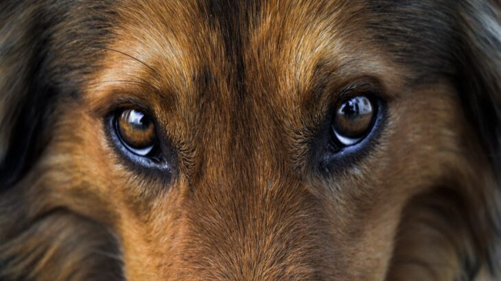 犬が『壁をじーっと見つめる』5つの心理　何かが見えているの？飼い主がすべき対応まで(ブログ)