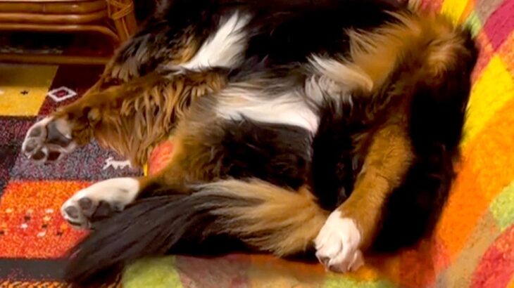 ソファでうたた寝する超大型犬→『起きて』と声をかけた結果…「家事後の私で草」「うちの父と同じｗｗ」あまりにも人間すぎる光景が95万再生(ブログ)