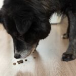 犬がごはんを一粒ずつ食べる理由とは？普段と違う食べ方をしているときの注意点まで(ブログ)