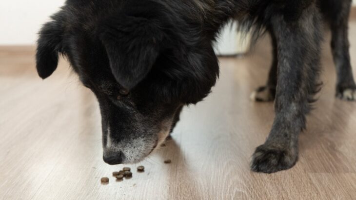 犬がごはんを一粒ずつ食べる理由とは？普段と違う食べ方をしているときの注意点まで(ブログ)