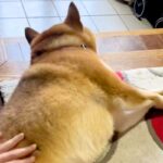 『どうせ嘘やろ』半年ぶりに帰省する兄に半信半疑の犬→本当だと気付いた瞬間…『感動の再会』が304万再生「こんなんたまらん」「涙出た…」(ブログ)