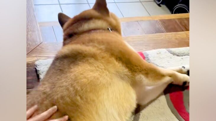 『どうせ嘘やろ』半年ぶりに帰省する兄に半信半疑の犬→本当だと気付いた瞬間…『感動の再会』が304万再生「こんなんたまらん」「涙出た…」(ブログ)