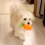 『犬の走り方がおかしい』足が悪いのではないかと心配で、動物病院に連れて行ったら…想定外だった『診断結果』に6万いいね「最高すぎて笑うｗ」(ブログ)
