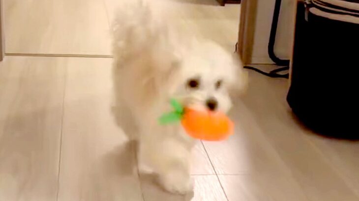 『犬の走り方がおかしい』足が悪いのではないかと心配で、動物病院に連れて行ったら…想定外だった『診断結果』に6万いいね「最高すぎて笑うｗ」(ブログ)