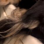 『犬がお風呂場を覗きに来た』と思ったら、浴槽のフチで…まるで猫？犬とは思えない光景が11万再生「体幹すごい」「器用すぎるｗｗ」と反響(ブログ)