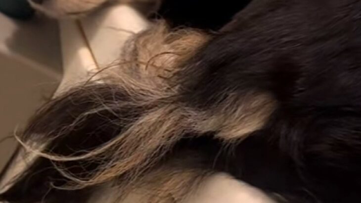 『犬がお風呂場を覗きに来た』と思ったら、浴槽のフチで…まるで猫？犬とは思えない光景が11万再生「体幹すごい」「器用すぎるｗｗ」と反響(ブログ)