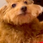 『本当にトイプー？』起きてきた犬の”寝ぐせ”を見てみたら…もはや別犬のような『衝撃の顔面』が173万再生「戦闘力高そうで草」「おもろｗ」(ブログ)