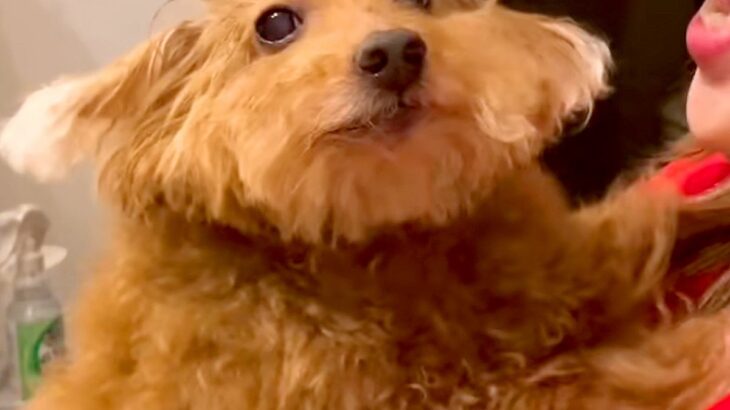 『本当にトイプー？』起きてきた犬の”寝ぐせ”を見てみたら…もはや別犬のような『衝撃の顔面』が173万再生「戦闘力高そうで草」「おもろｗ」(ブログ)