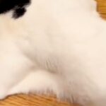 猫が『犬にしつこく遊びに誘われた』結果→必死に逃げようと、スリッパの中に…思わず笑う『緊急避難の仕方』に反響「コント？ｗ」「見えてて草」(ブログ)